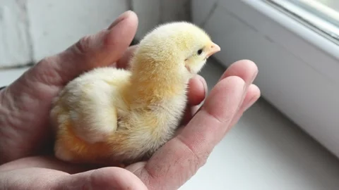 Cute  little yellow chick in human arm, rural wildlife .Newborn chick 4k footage Stock Footage 182423635