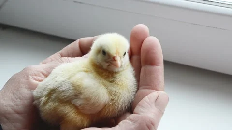 Cute  little yellow chick in human arm, rural wildlife .Newborn chick 4k footage Stock Footage 182423850