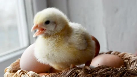 Cute  little yellow chick sitting in basket with eggs, rural wildlife .Newborn c Stock Footage 182432932