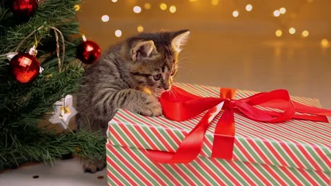 Cute live kitten from a gift box with a bow. A living Gift next to the Christmas Stock-Footage 219315771