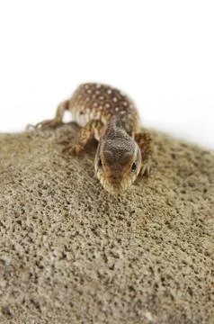 A cute lizard crawling on a branch Stock Photos