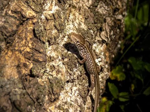 Cute lizard Stock Photos