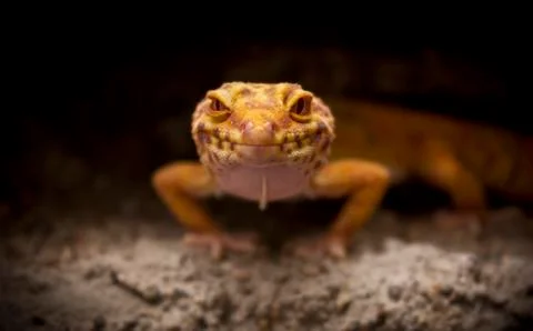 Cute lizard poses for the camera Stock Photos