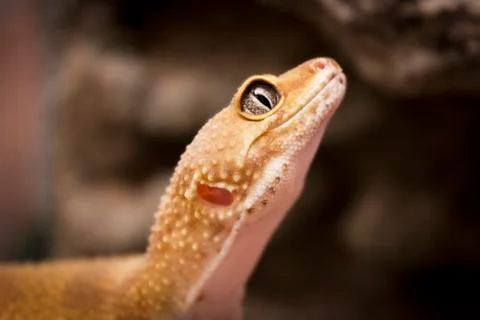 Cute lizard poses for the camera Stock Photos