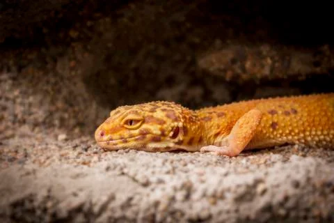 Cute lizard poses for the camera Foto stock