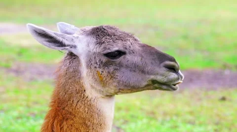 Cute Llama Chewing Stock Footage 63154411