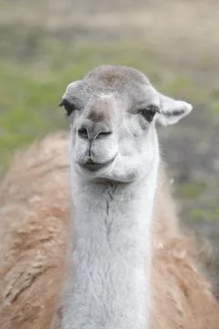 Cute llama close-up. Stock Photos