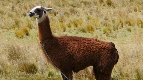 A Cute Llama In Peru Stock Footage 106434887