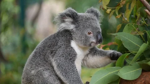 Cute loala bear eating eucalyptus leaves Stock Footage 112974305