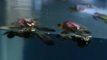 Cute Loggerhead Sea Turtles swim around curiously in a small aquarium 動画素材 85724484
