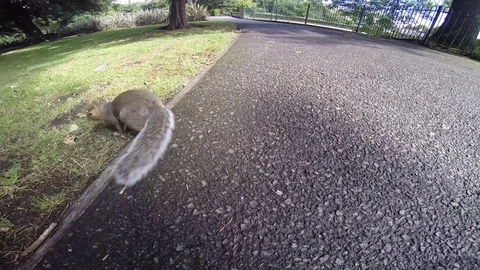 Cute London Squirrel Gets Up Close To Camera Lens Stock Footage