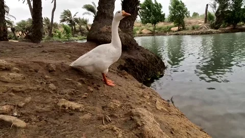Cute Lonely White Duck Looking into Water at Desert Oasis Stock Footage 341666227