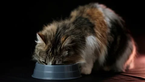 Cute long haired calico cat eating dry food from a small grey plastic bowl with Stock Footage 337638487
