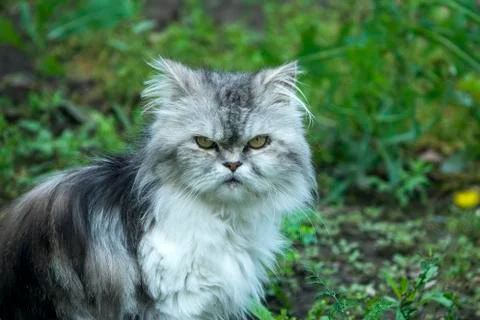 Cute long-haired cat posing Stock Photos