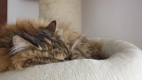Cute long haired cat sleeps on the scratching post Vídeo Stock 127306852
