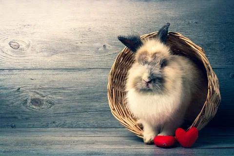 A cute long-haired rabbit standing in a basket with 2 red hearts in front. Stock Photos