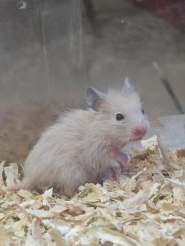 Cute Long-Haired Teddy Bear Hamster on Wood Chip Bedding Stock Photos