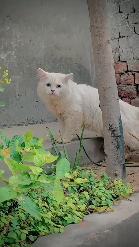 Cute Long-Haired White Cat in Backyard Vidéo 337193028