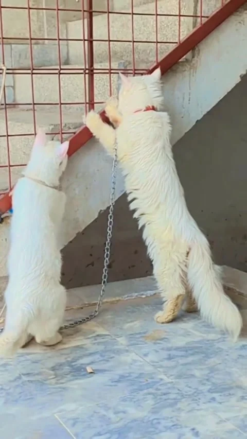 Cute Long Haired White Cats Standing on Hind Legs Stock Footage 336868714