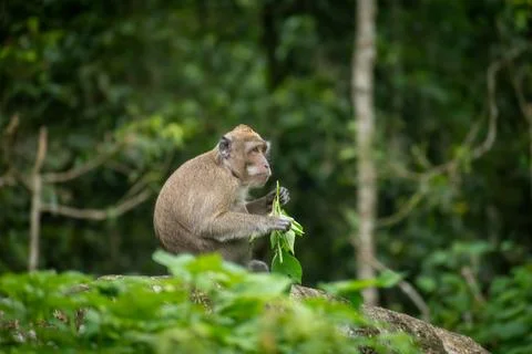 Cute long-tailed macaque resting on a log Stock Photos