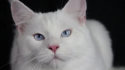 The Cute Look of Beautiful White Colored Cat Video stock 35503899