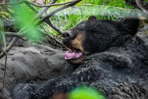 Cute looking black bear getting ready for hibernate sleeping Stock Photos