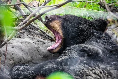 Cute looking black bear getting ready for hibernate sleeping Stock Photos