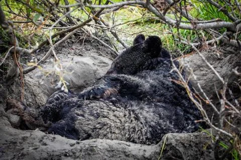 Cute looking black bear getting ready for hibernate sleeping Stock Photos