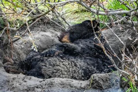 Cute looking black bear getting ready for hibernate sleeping Stock Photos
