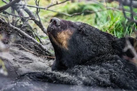 Cute looking black bear getting ready for hibernate sleeping Stock Photos