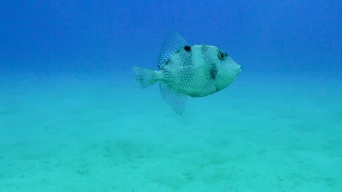 Cute Looking Fish is Going Stock Footage 124005169