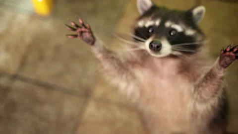 Cute looking. Funny sneaky conniving rac... | Stock Video | Pond5