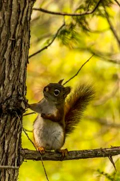 A cute looking squirrel on a tree in the Algonquin Provincal Park in Canada. Stock Photos