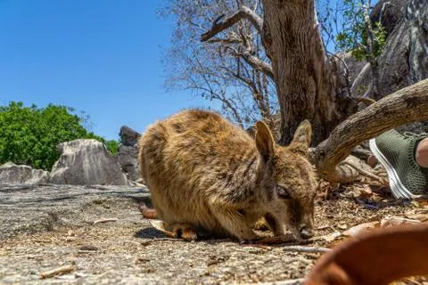 A cute looking wallaby trustfully eats food from one hand Stock Photos