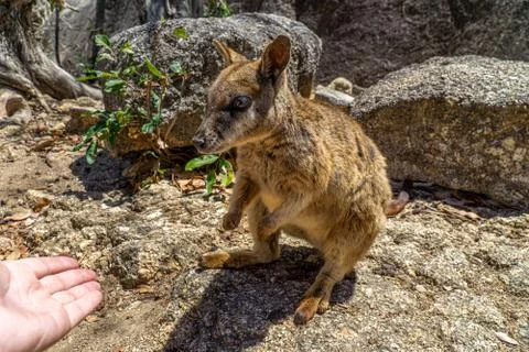 A cute looking wallaby trustfully eats food from one hand Stock Photos