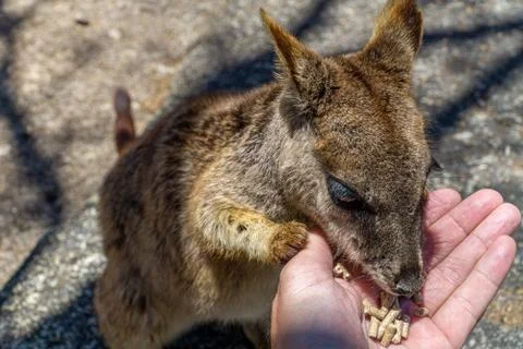 A cute looking wallaby trustfully eats food from one hand Stock Photos