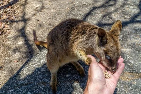A cute looking wallaby trustfully eats food from one hand Stock Photos