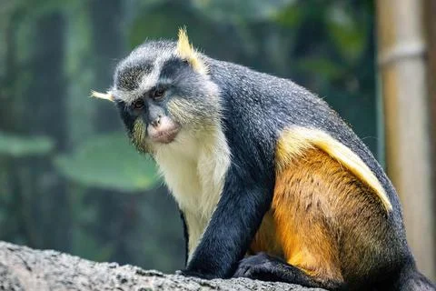 Cute looking Wolf's mona monkey portrait Stock Photos