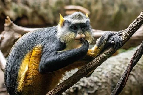 Cute looking Wolf's mona monkey portrait Stock Photos