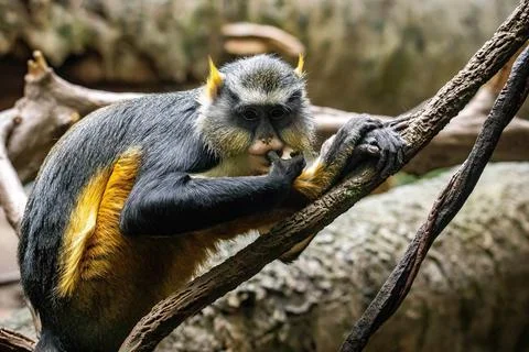 Cute looking Wolf's mona monkey portrait Stock Photos