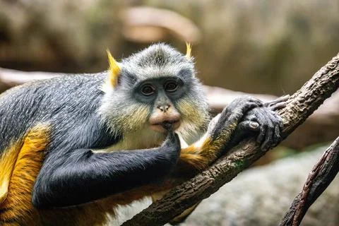 Cute looking Wolf's mona monkey portrait Stock Photos