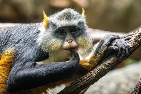 Cute looking Wolf's mona monkey portrait Stock Photos