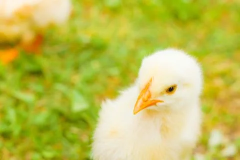 Cute a lot of chicks Stock Photos