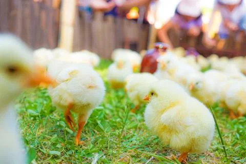 Cute a lot of chicks Stock Photos