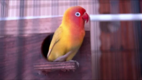 Cute LoveBird in a cage Stock Footage 147999872