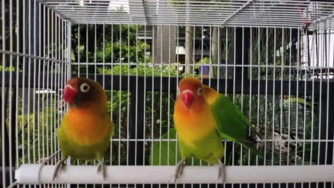Cute lovebird in a cage. Video stock 151884499