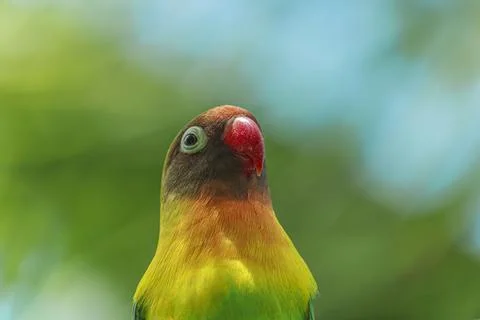 Cute lovebird Stock Photos
