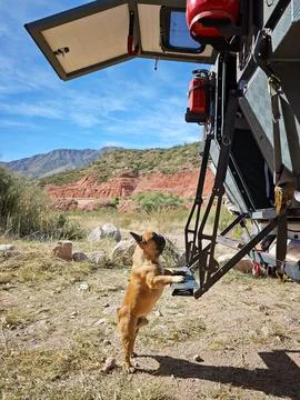 Cute loyal dog eagerly waiting to get inside an overland camper vehicle for.. Stock Photos