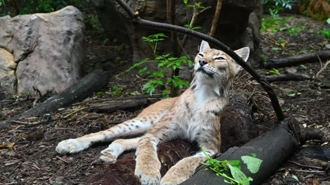 A cute lynx rest on the ground and look up in the zoo Stock Footage 342216749
