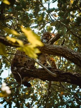 A cute lynx sleeping on a tree Stock Photos